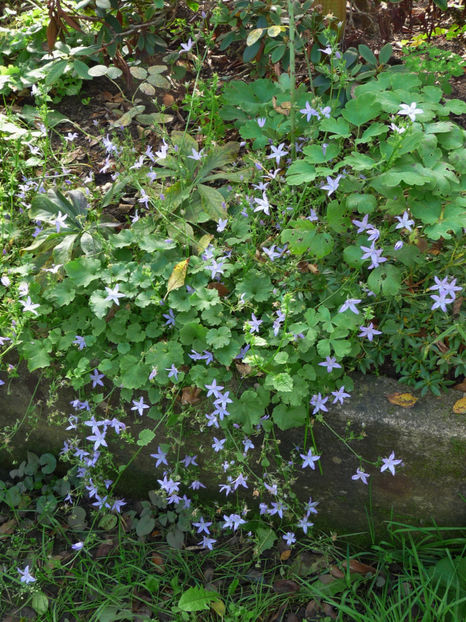  - 2017 - 03 - Toamna