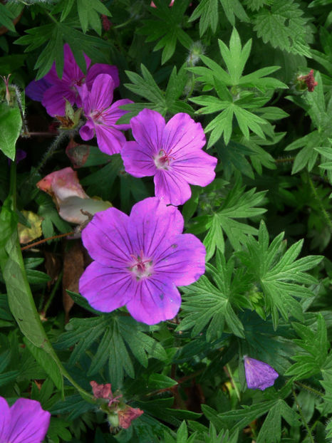  - 2017 - 03 - Toamna