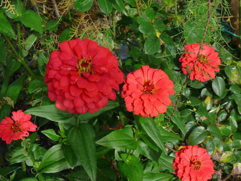  - 2017 - 03 - Toamna