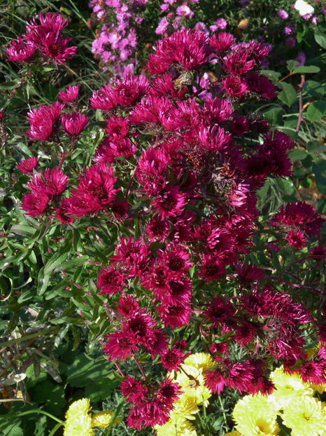  - 2017 - 03 - Toamna