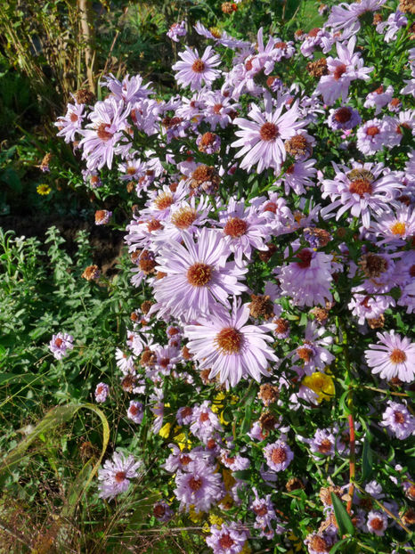  - 2017 - 03 - Toamna