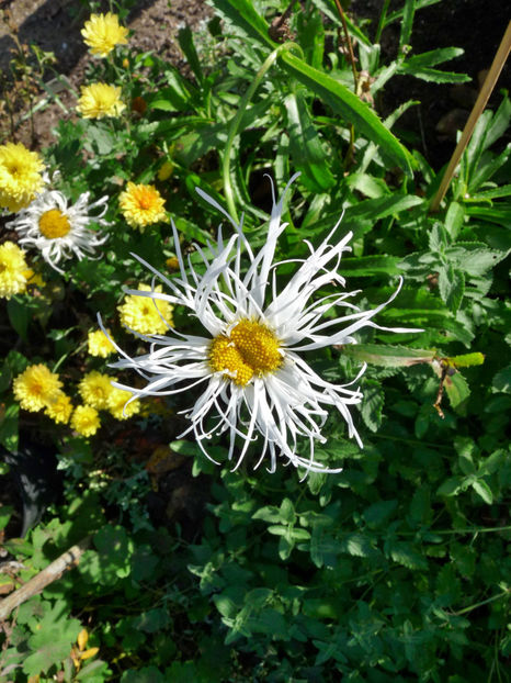  - 2017 - 03 - Toamna