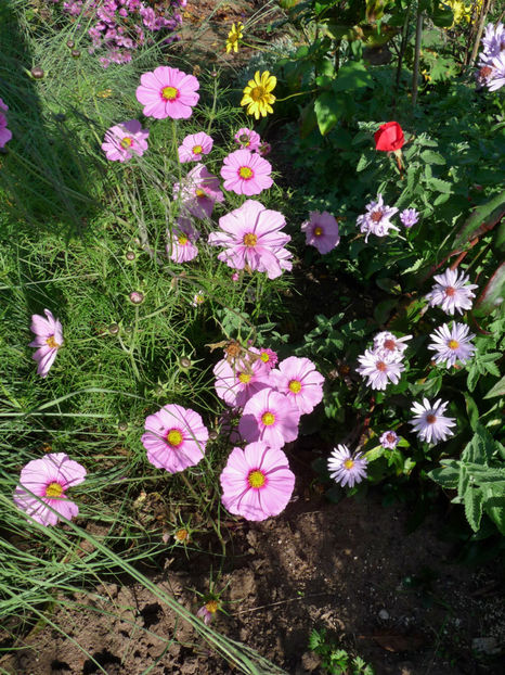  - 2017 - 03 - Toamna