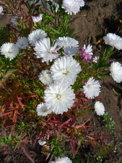  - 2017 - 03 - Toamna