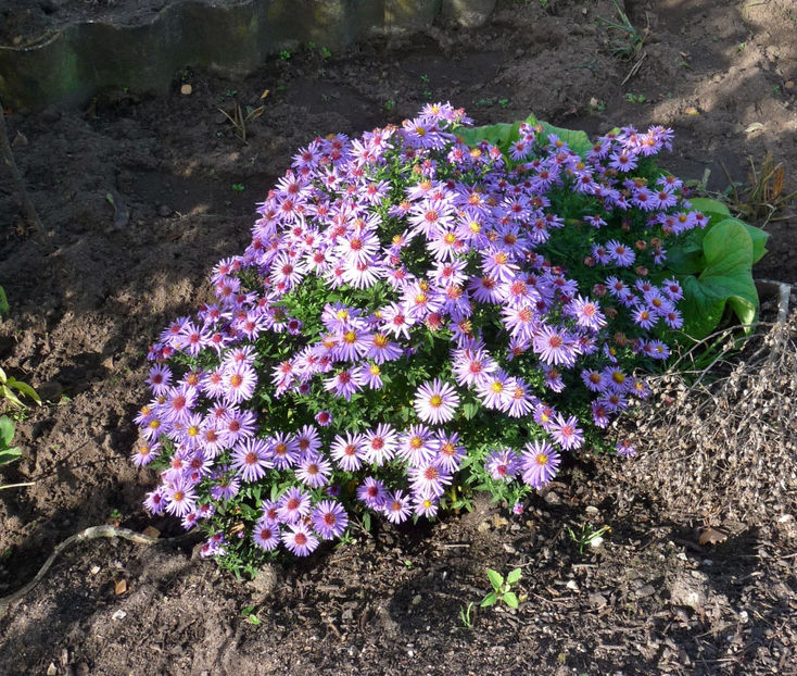  - 2017 - 03 - Toamna