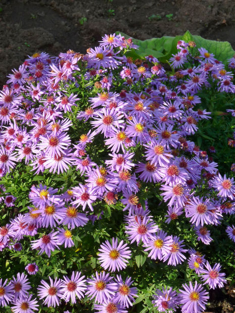  - 2017 - 03 - Toamna