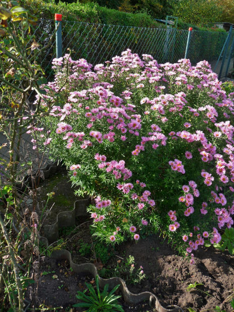  - 2017 - 03 - Toamna