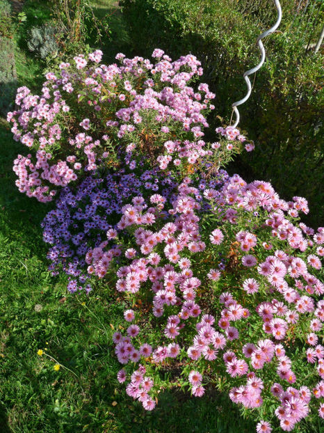  - 2017 - 03 - Toamna