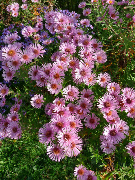  - 2017 - 03 - Toamna