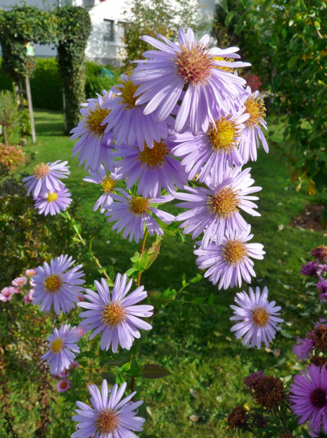  - 2017 - 03 - Toamna