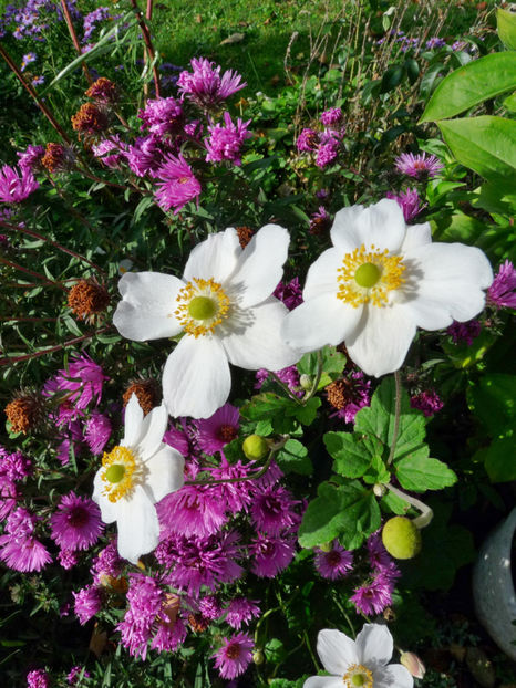  - 2017 - 03 - Toamna