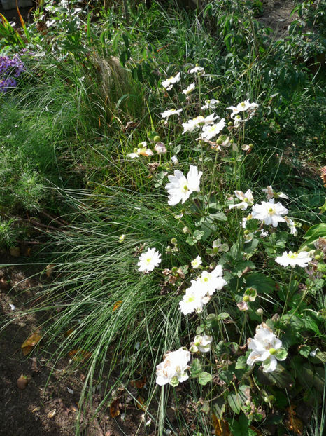  - 2017 - 03 - Toamna