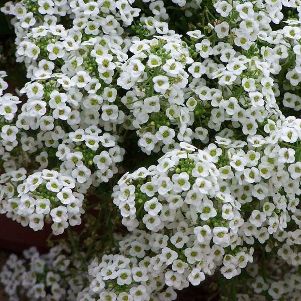 Seminte flori Alyssum Carpet of Snow - Seminte de Ciucusoara - Alyssum Carpet of Snow