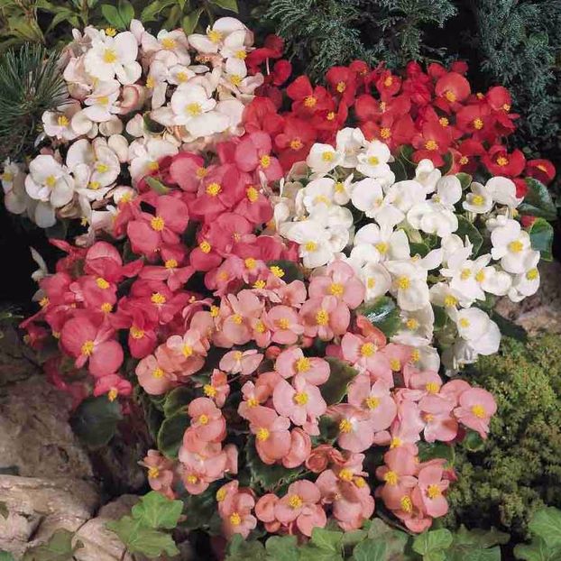 Seminte flori Begonia Sunshine Carpet - Seminte de Begonia Sunshine Carpet