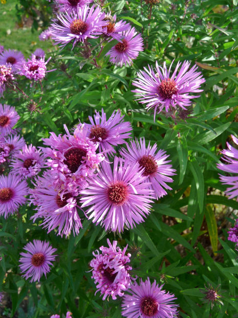  - 2017 - 03 - Toamna