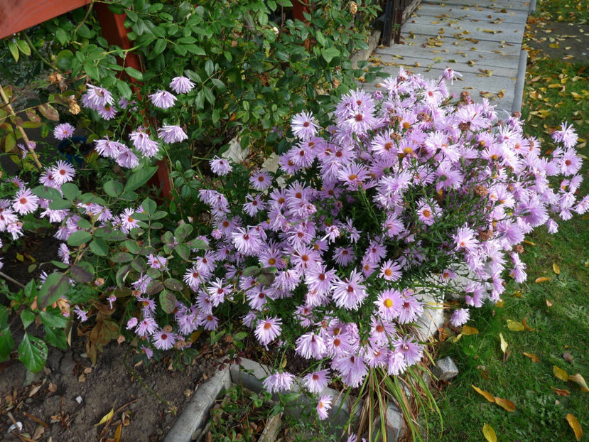  - 2017 - 03 - Toamna