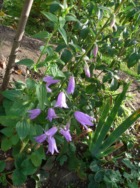  - 2017 - 03 - Toamna