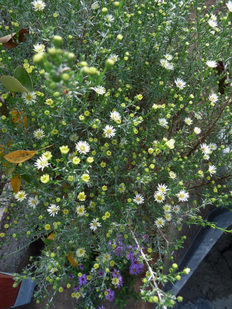  - 2017 - 03 - Toamna