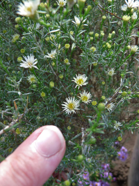 flori marunte de nici 1 cm - 2017 - 03 - Toamna