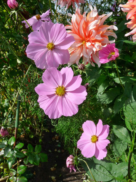  - 2017 - 03 - Toamna