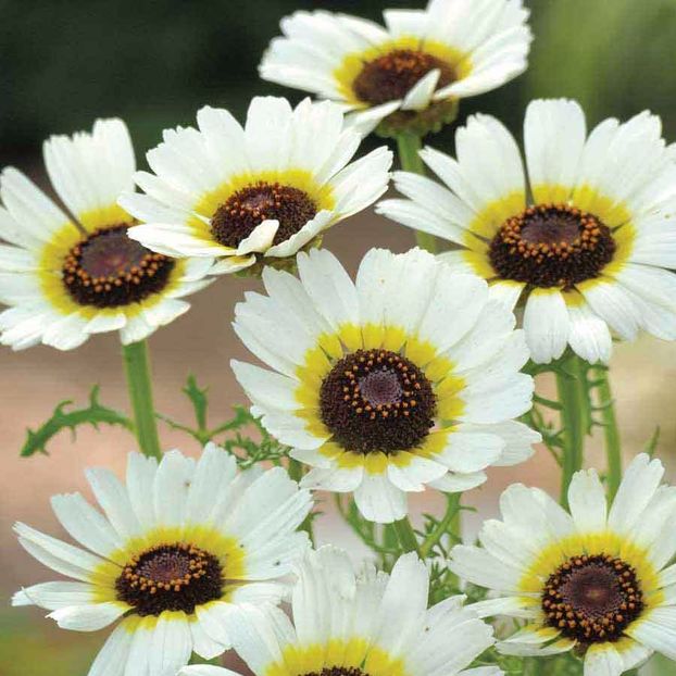 Seminte flori Chrysanthemum Polar Star - Seminte de Crizantema - Chrysanthemum Polar Star