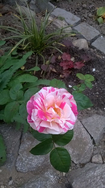 Berlingot - 0 Top trandafiri floribunda