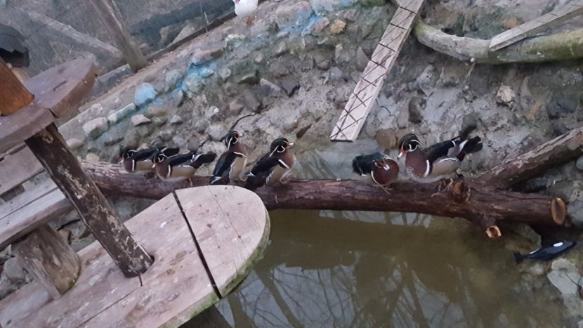  - iazul meu cu ratuste