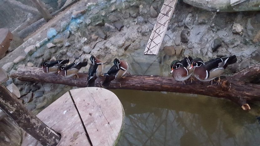 - iazul meu cu ratuste