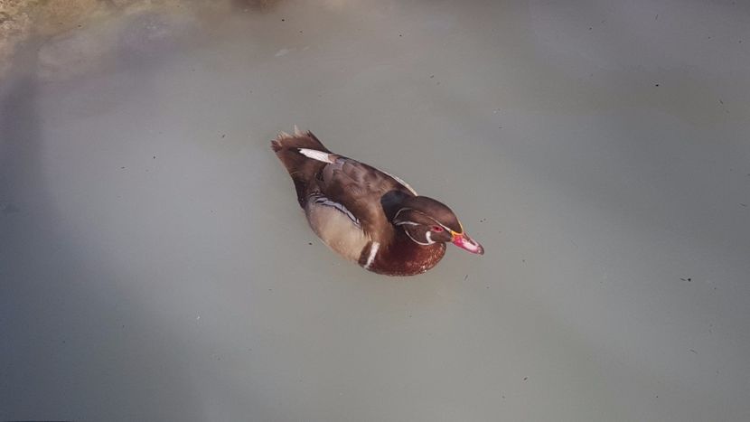  - iazul meu cu ratuste