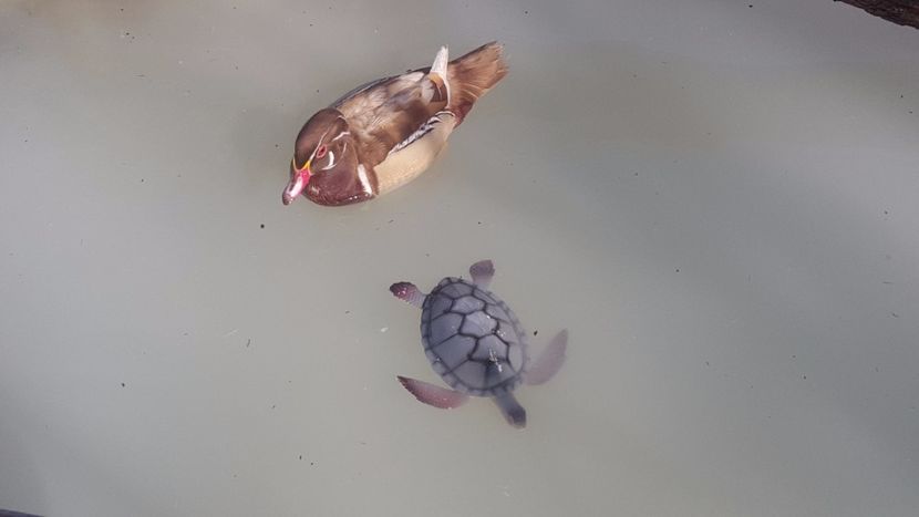  - iazul meu cu ratuste