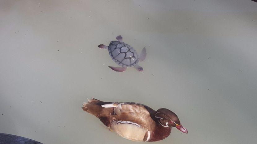 - iazul meu cu ratuste