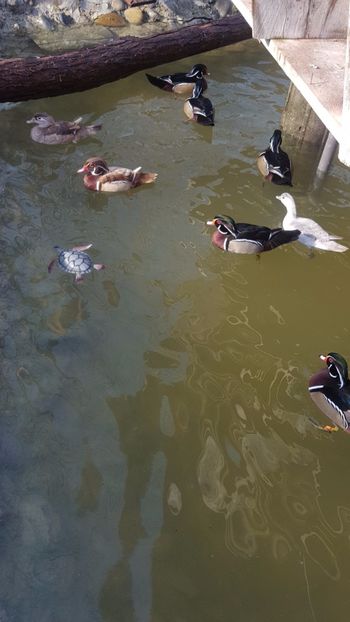  - iazul meu cu ratuste