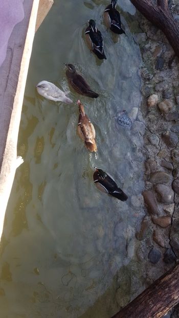  - iazul meu cu ratuste