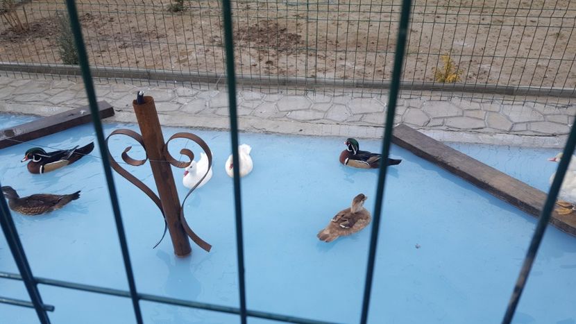  - iazul meu cu ratuste