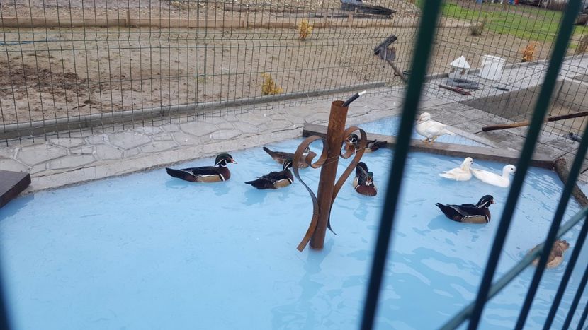  - iazul meu cu ratuste