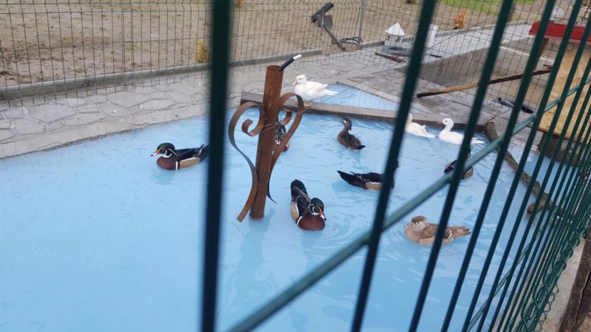  - iazul meu cu ratuste
