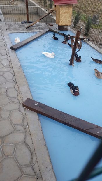  - iazul meu cu ratuste