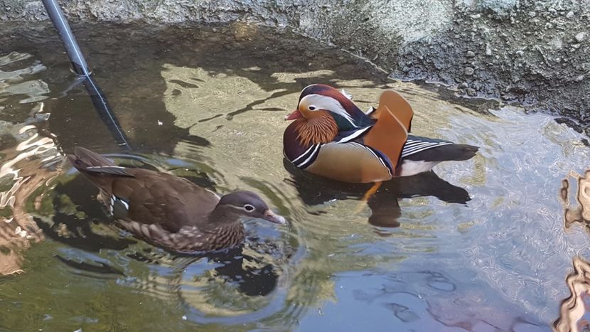  - iazul meu cu ratuste