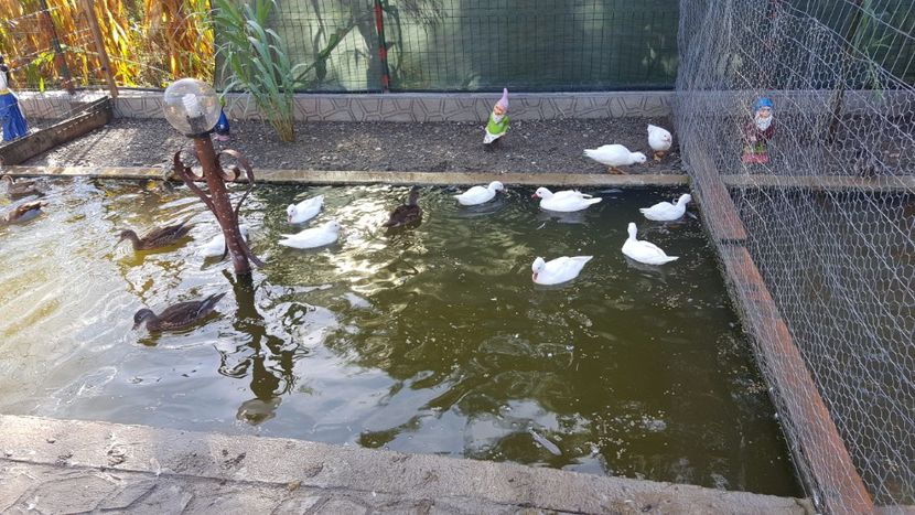  - iazul meu cu ratuste