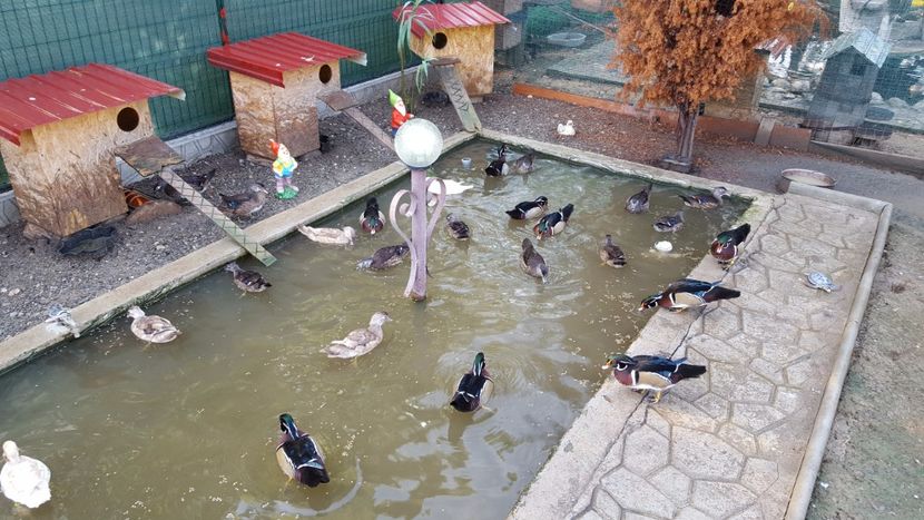  - iazul meu cu ratuste