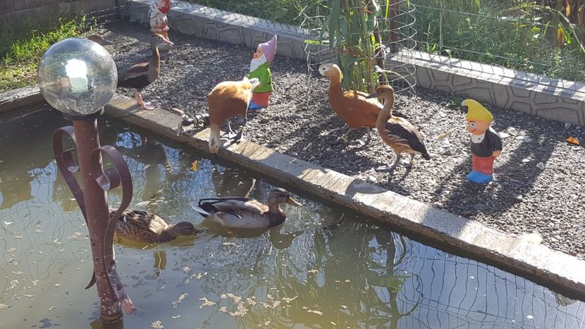  - iazul meu cu ratuste
