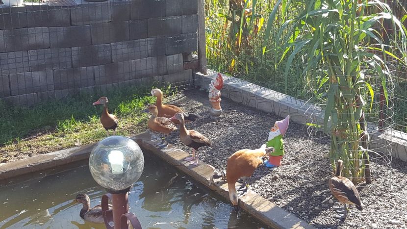  - iazul meu cu ratuste
