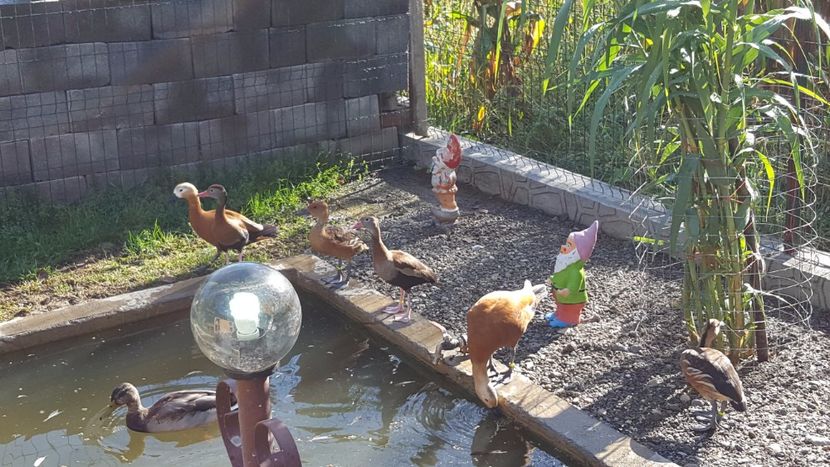  - iazul meu cu ratuste