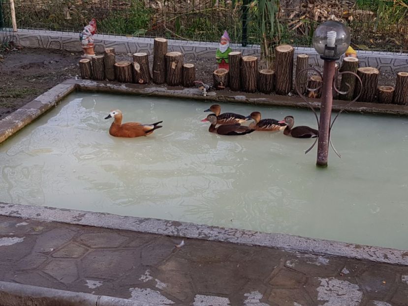  - iazul meu cu ratuste