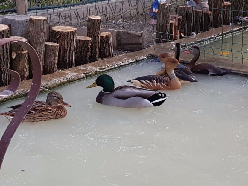  - iazul meu cu ratuste