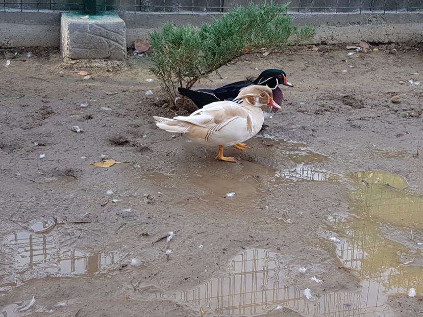  - iazul meu cu ratuste