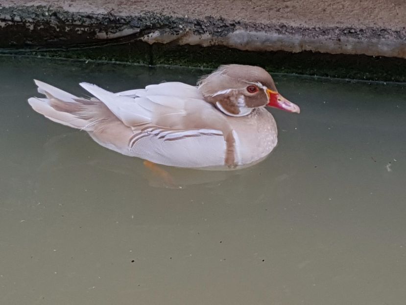  - iazul meu cu ratuste
