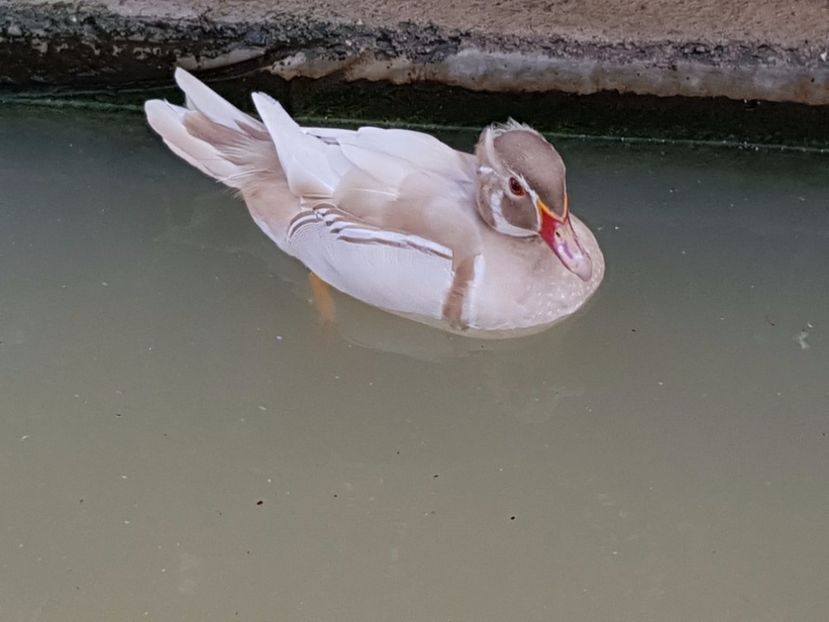  - iazul meu cu ratuste