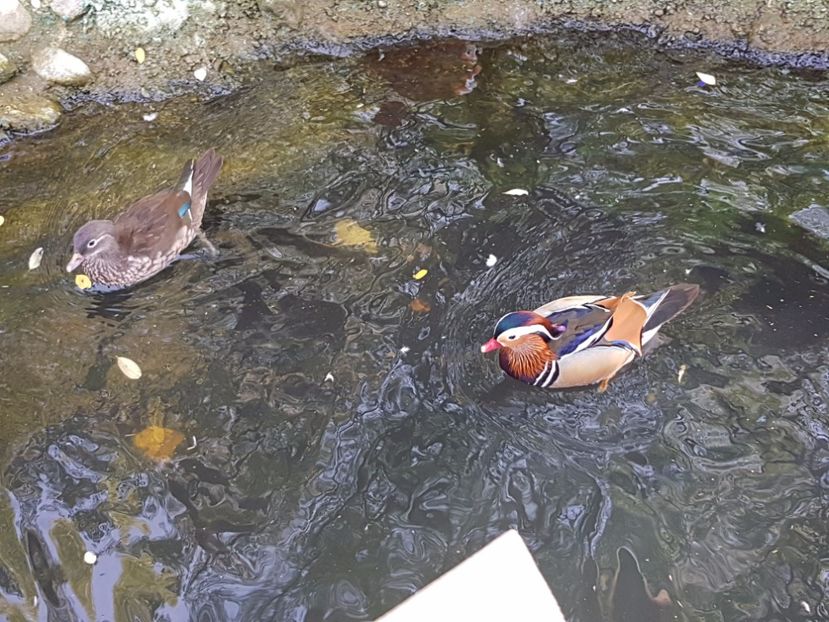  - iazul meu cu ratuste