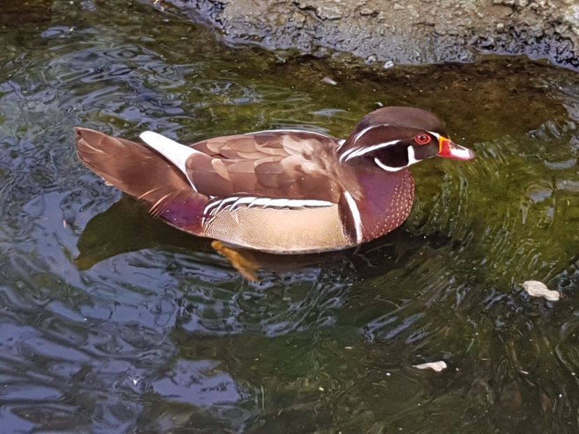 - iazul meu cu ratuste